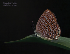 Poritia sumatrae