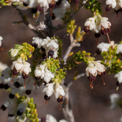 Erica suffulta