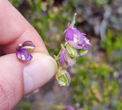 Polygala microphylla