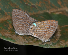 Poritia sumatrae