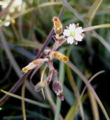 Cerastium capense