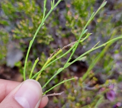 Polygala microphylla