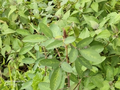 Grona heterocarpos