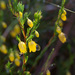 Yellow Heath - Photo (c) Carina Lochner, some rights reserved (CC BY-NC), uploaded by Carina Lochner