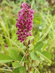 Grona heterocarpos