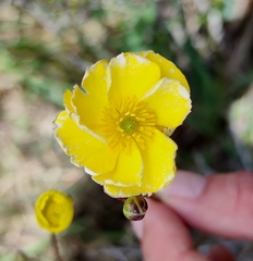 Ranunculus bupleuroides