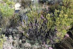 Aspalathus triquetra