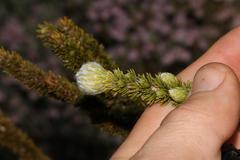 Aspalathus triquetra