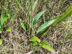 Ranunculus bupleuroides