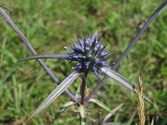 Eryngium caeruleum