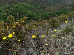 Ranunculus bupleuroides