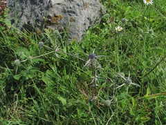 Eryngium caeruleum