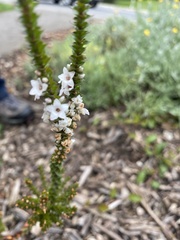 Epacris gunnii