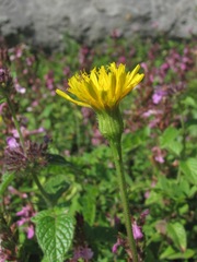 Leontodon caucasicus