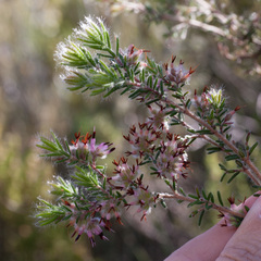 Erica eriocephala