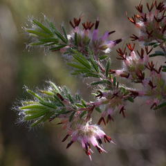 Erica eriocephala