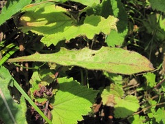 Leontodon caucasicus