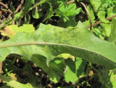 Leontodon caucasicus