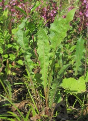 Leontodon caucasicus