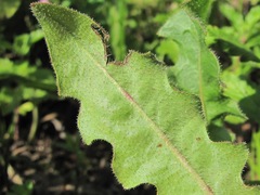 Leontodon caucasicus