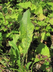 Leontodon caucasicus