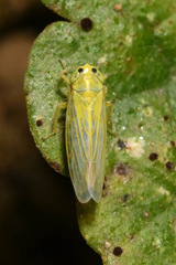 Cicadula quadrinotata