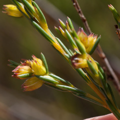 Stylapterus micranthus