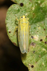 Cicadula quadrinotata