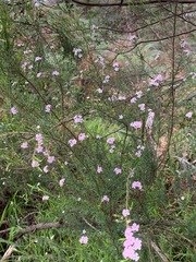 Boronia muelleri