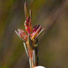 Stylapterus micranthus