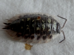 Oniscus asellus