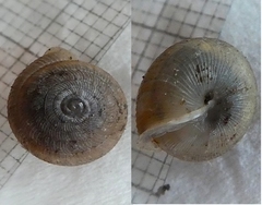Oestophorella buvinieri