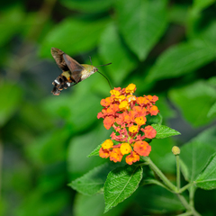 Macroglossum bombylans