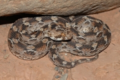 Echis leucogaster