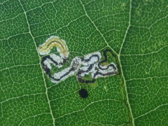 Stigmella tiliae