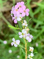 Boronia muelleri