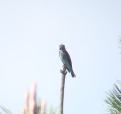Muscicapa sibirica