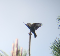 Muscicapa sibirica