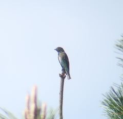 Muscicapa sibirica