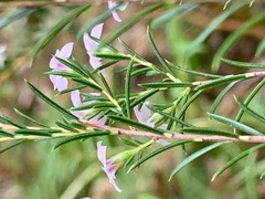 Boronia muelleri