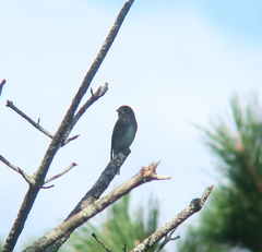 Muscicapa sibirica