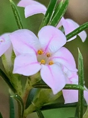 Boronia muelleri