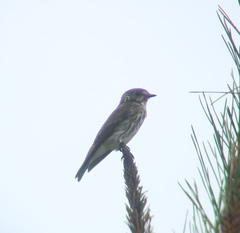 Muscicapa griseisticta