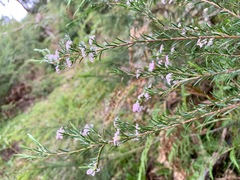Boronia muelleri
