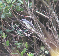 Pericrocotus divaricatus