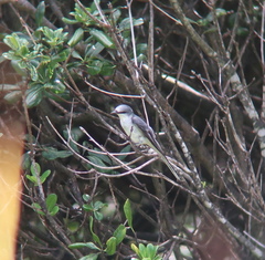 Pericrocotus divaricatus