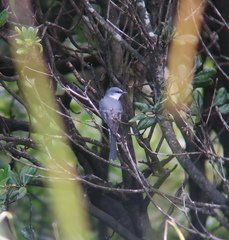 Pericrocotus divaricatus