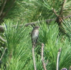 Muscicapa sibirica