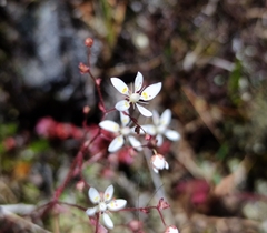 Micranthes clusii lepismigena