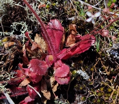 Micranthes clusii lepismigena